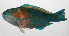  (Chlorurus bowersi - PHIL-291)  @11 [ ] CreativeCommons  Attribution Non-Commercial (by-nc) (2015) Unspecified Smithsonian Institution National Museum of Natural History