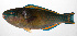  (Chlorurus capistratoides - PHIL-455)  @11 [ ] CreativeCommons  Attribution Non-Commercial (by-nc) (2015) Unspecified Smithsonian Institution National Museum of Natural History