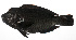  (Chlorurus oedema - PHIL-467)  @11 [ ] CreativeCommons  Attribution Non-Commercial (by-nc) (2015) Unspecified Smithsonian Institution National Museum of Natural History