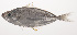  ( - VIS-013)  @11 [ ] CreativeCommons  Attribution Non-Commercial (by-nc) (2015) Unspecified Smithsonian Institution National Museum of Natural History