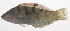  ( - VIS-025)  @11 [ ] CreativeCommons  Attribution Non-Commercial (by-nc) (2015) Unspecified Smithsonian Institution National Museum of Natural History