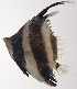  ( - VIS-045)  @11 [ ] CreativeCommons  Attribution Non-Commercial (by-nc) (2015) Unspecified Smithsonian Institution National Museum of Natural History