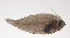  (Brachypleura - VIS-122)  @11 [ ] CreativeCommons  Attribution Non-Commercial (by-nc) (2015) Unspecified Smithsonian Institution National Museum of Natural History