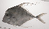  ( - VIS-145)  @11 [ ] CreativeCommons  Attribution Non-Commercial (by-nc) (2015) Unspecified Smithsonian Institution National Museum of Natural History