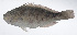  ( - RP-246)  @11 [ ] CreativeCommons  Attribution Non-Commercial (by-nc) (2012) Unspecified Smithsonian Institution National Museum of Natural History