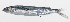  ( - PHI-309)  @11 [ ] CreativeCommons  Attribution Non-Commercial (by-nc) (2013) Unspecified Smithsonian Institution National Museum of Natural History