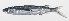  ( - PHI-308)  @11 [ ] CreativeCommons  Attribution Non-Commercial (by-nc) (2013) Unspecified Smithsonian Institution National Museum of Natural History