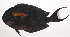  ( - VIS-172)  @11 [ ] CreativeCommons  Attribution Non-Commercial (by-nc) (2015) Unspecified Smithsonian Institution National Museum of Natural History
