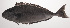  ( - VIS-173)  @11 [ ] CreativeCommons  Attribution Non-Commercial (by-nc) (2015) Unspecified Smithsonian Institution National Museum of Natural History