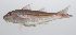  (Upeneus sundaicus - PHIL-028)  @11 [ ] CreativeCommons  Attribution Non-Commercial (by-nc) (2015) Unspecified Smithsonian Institution National Museum of Natural History