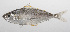 ( - PHIL-055)  @11 [ ] CreativeCommons  Attribution Non-Commercial (by-nc) (2015) Unspecified Smithsonian Institution National Museum of Natural History