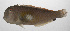  ( - PHIL-223)  @11 [ ] CreativeCommons  Attribution Non-Commercial (by-nc) (2015) Unspecified Smithsonian Institution National Museum of Natural History