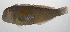  (Iniistius melanopus - PHIL-227)  @11 [ ] CreativeCommons  Attribution Non-Commercial (by-nc) (2015) Unspecified Smithsonian Institution National Museum of Natural History