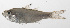  ( - PHIL-360)  @11 [ ] CreativeCommons  Attribution Non-Commercial (by-nc) (2015) Unspecified Smithsonian Institution National Museum of Natural History