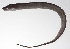  ( - PHIL-370)  @11 [ ] CreativeCommons  Attribution Non-Commercial (by-nc) (2015) Unspecified Smithsonian Institution National Museum of Natural History