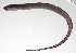  ( - PHIL-372)  @11 [ ] CreativeCommons  Attribution Non-Commercial (by-nc) (2015) Unspecified Smithsonian Institution National Museum of Natural History