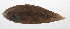  ( - PHIL-375)  @11 [ ] CreativeCommons  Attribution Non-Commercial (by-nc) (2015) Unspecified Smithsonian Institution National Museum of Natural History