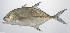  ( - PHISH-438)  @11 [ ] CreativeCommons  Attribution Non-Commercial (by-nc) (2016) Unspecified Smithsonian Institution National Museum of Natural History
