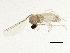  (Dasineura glechomae - BIOUG01119-B01)  @13 [ ] CreativeCommons - Attribution (2012) CBG Photography Group Centre for Biodiversity Genomics