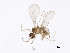  (Tekomyia - BIOUG01119-D01)  @12 [ ] CreativeCommons - Attribution (2012) CBG Photography Group Centre for Biodiversity Genomics