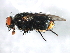  ( - BIOUG01124-F05)  @13 [ ] CreativeCommons - Attribution (2012) CBG Photography Group Centre for Biodiversity Genomics