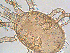  ( - BIOUG01147-E05)  @12 [ ] CreativeCommons - Attribution (2013) CBG Photography Group Centre for Biodiversity Genomics