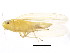  ( - BIOUG00941-H06)  @12 [ ] CreativeCommons - Attribution (2011) CBG Photography Group Centre for Biodiversity Genomics