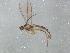  (Corynoptera cuniculata - BIOUG01479-D12)  @13 [ ] CreativeCommons - Attribution (2012) CBG Photography Group Centre for Biodiversity Genomics