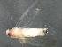  (Typhlocyba niobe - BIOUG01504-E04)  @13 [ ] CreativeCommons - Attribution (2012) CBG Photography Group Centre for Biodiversity Genomics