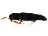  ( - BIOUG01144-E07)  @13 [ ] CreativeCommons - Attribution (2011) CBG Photography Group Centre for Biodiversity Genomics
