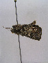  ( - TLMF Lep 00283)  @12 [ ] CreativeCommons - Attribution Non-Commercial Share-Alike (2010) Unspecified Tiroler Landesmuseen