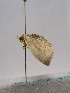  ( - TLMF Lep 00285)  @13 [ ] CreativeCommons - Attribution Non-Commercial Share-Alike (2010) Unspecified Tiroler Landesmuseen