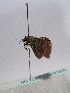  ( - TLMF Lep 00300)  @12 [ ] CreativeCommons - Attribution Non-Commercial Share-Alike (2010) Unspecified Tiroler Landesmuseen