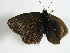  ( - TLMF Lep 00342)  @12 [ ] CreativeCommons - Attribution Non-Commercial Share-Alike (2010) Unspecified Tiroler Landesmuseen