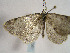  ( - TLMF Lep 00361)  @13 [ ] CreativeCommons - Attribution Non-Commercial Share-Alike (2010) Unspecified Tiroler Landesmuseen