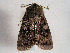  ( - TLMF Lep 00366)  @12 [ ] CreativeCommons - Attribution Non-Commercial Share-Alike (2010) Unspecified Tiroler Landesmuseen