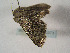  ( - TLMF Lep 00373)  @12 [ ] CreativeCommons - Attribution Non-Commercial Share-Alike (2010) Unspecified Tiroler Landesmuseen