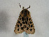  ( - TLMF Lep 00391)  @13 [ ] CreativeCommons - Attribution Non-Commercial Share-Alike (2010) Unspecified Tiroler Landesmuseen