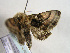  ( - TLMF Lep 00413)  @13 [ ] CreativeCommons - Attribution Non-Commercial Share-Alike (2010) Unspecified Tiroler Landesmuseen