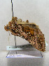  ( - TLMF Lep 00423)  @12 [ ] CreativeCommons - Attribution Non-Commercial Share-Alike (2010) Unspecified Tiroler Landesmuseen