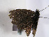  ( - TLMF Lep 00467)  @12 [ ] CreativeCommons - Attribution Non-Commercial Share-Alike (2010) Unspecified Tiroler Landesmuseen