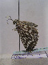  ( - TLMF Lep 00486)  @13 [ ] CreativeCommons - Attribution Non-Commercial Share-Alike (2010) Unspecified Tiroler Landesmuseen