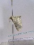  ( - TLMF Lep 00494)  @12 [ ] CreativeCommons - Attribution Non-Commercial Share-Alike (2010) Unspecified Tiroler Landesmuseen