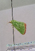  ( - TLMF Lep 00507)  @12 [ ] CreativeCommons - Attribution Non-Commercial Share-Alike (2010) Unspecified Tiroler Landesmuseen
