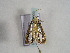  ( - TLMF Lep 00539)  @12 [ ] CreativeCommons - Attribution Non-Commercial Share-Alike (2010) Unspecified Tiroler Landesmuseen