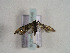  ( - TLMF Lep 00548)  @12 [ ] CreativeCommons - Attribution Non-Commercial Share-Alike (2010) Unspecified Tiroler Landesmuseen