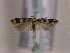  (Caryocolum peregrinella - TLMF Lep 00552)  @14 [ ] CreativeCommons - Attribution Non-Commercial Share-Alike (2010) Unspecified Tiroler Landesmuseen