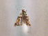  ( - TLMF Lep 00601)  @13 [ ] CreativeCommons - Attribution Non-Commercial Share-Alike (2010) Unspecified Tiroler Landesmuseen