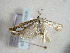  (Catoptria europaeica - TLMF Lep 00636)  @13 [ ] CreativeCommons - Attribution Non-Commercial Share-Alike (2010) Unspecified Tiroler Landesmuseen