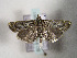  (Catoptria muellerrutzi - TLMF Lep 00661)  @13 [ ] CreativeCommons - Attribution Non-Commercial Share-Alike (2010) Unspecified Tiroler Landesmuseen